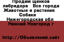 Продам щенков лабрадора - Все города Животные и растения » Собаки   . Нижегородская обл.,Нижний Новгород г.